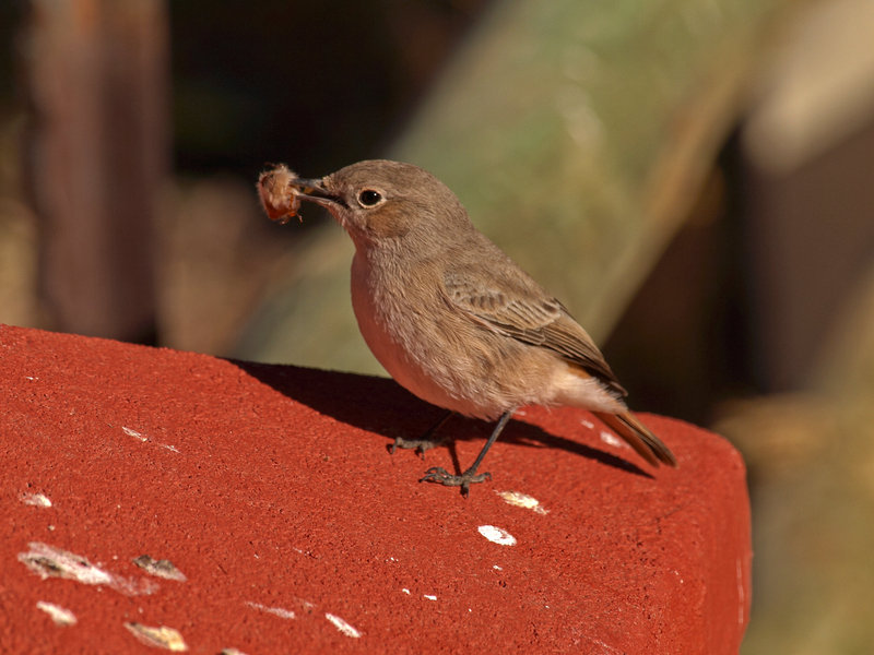 Bird, Namib Desert Lodge
